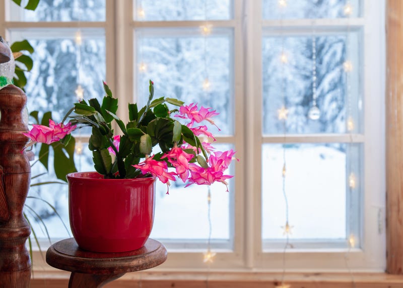 Christmas cactus