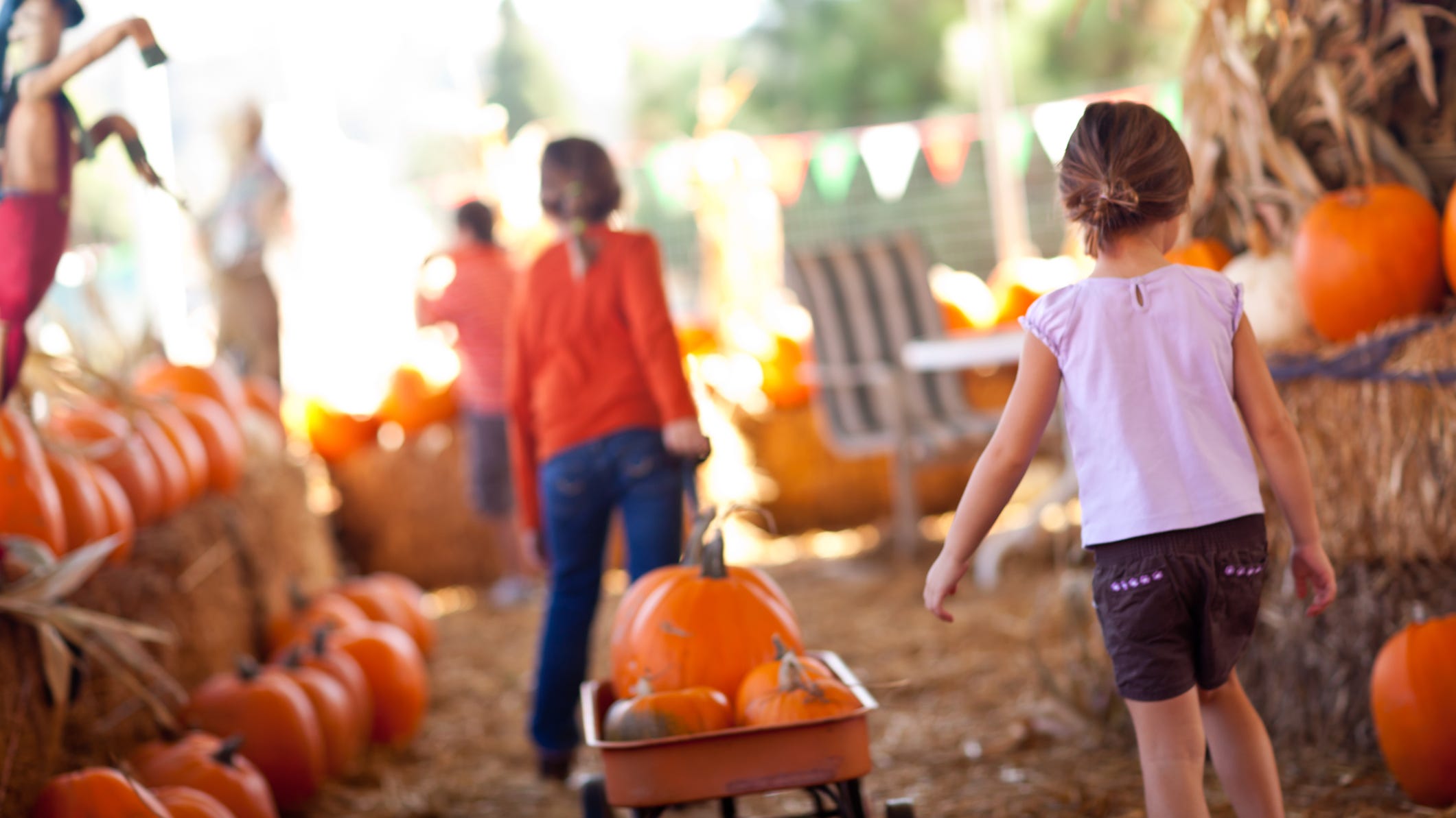 Popular Flower Mound pumpkin patch won't open this fall