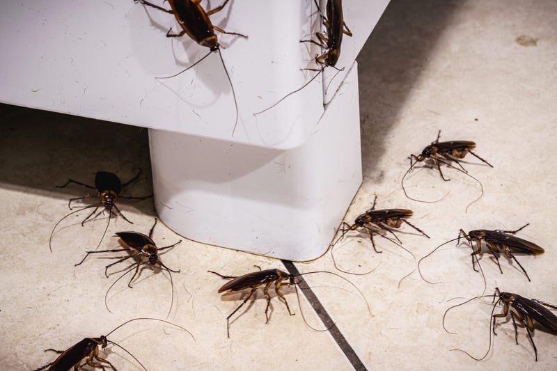 pests