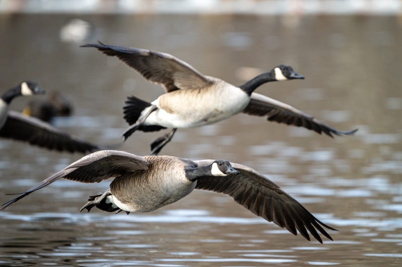 canada goose