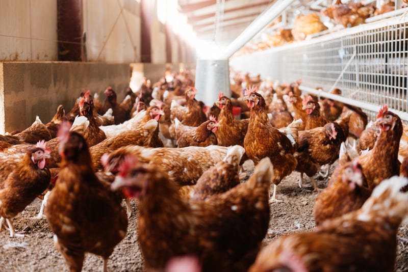 Flock of egg laying domestic hens with brown feathers standing on floor of poultry farm shed