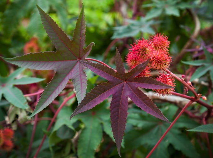 Castor Bean