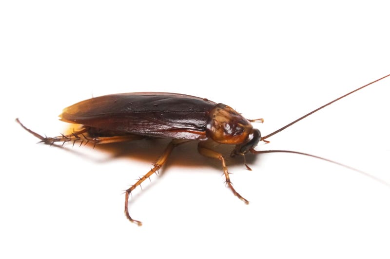 A cockroach, isolated on a white background