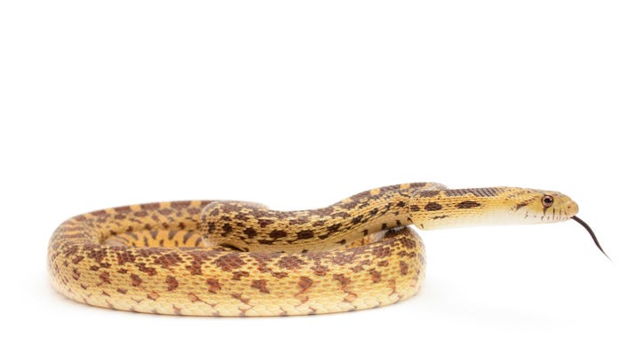 Palmdale mayor warns of snakes in flood water: 'They're going into that water’
