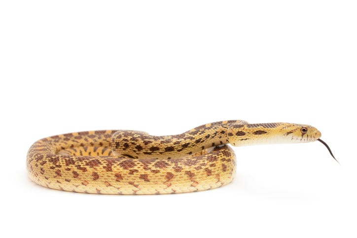gopher snake