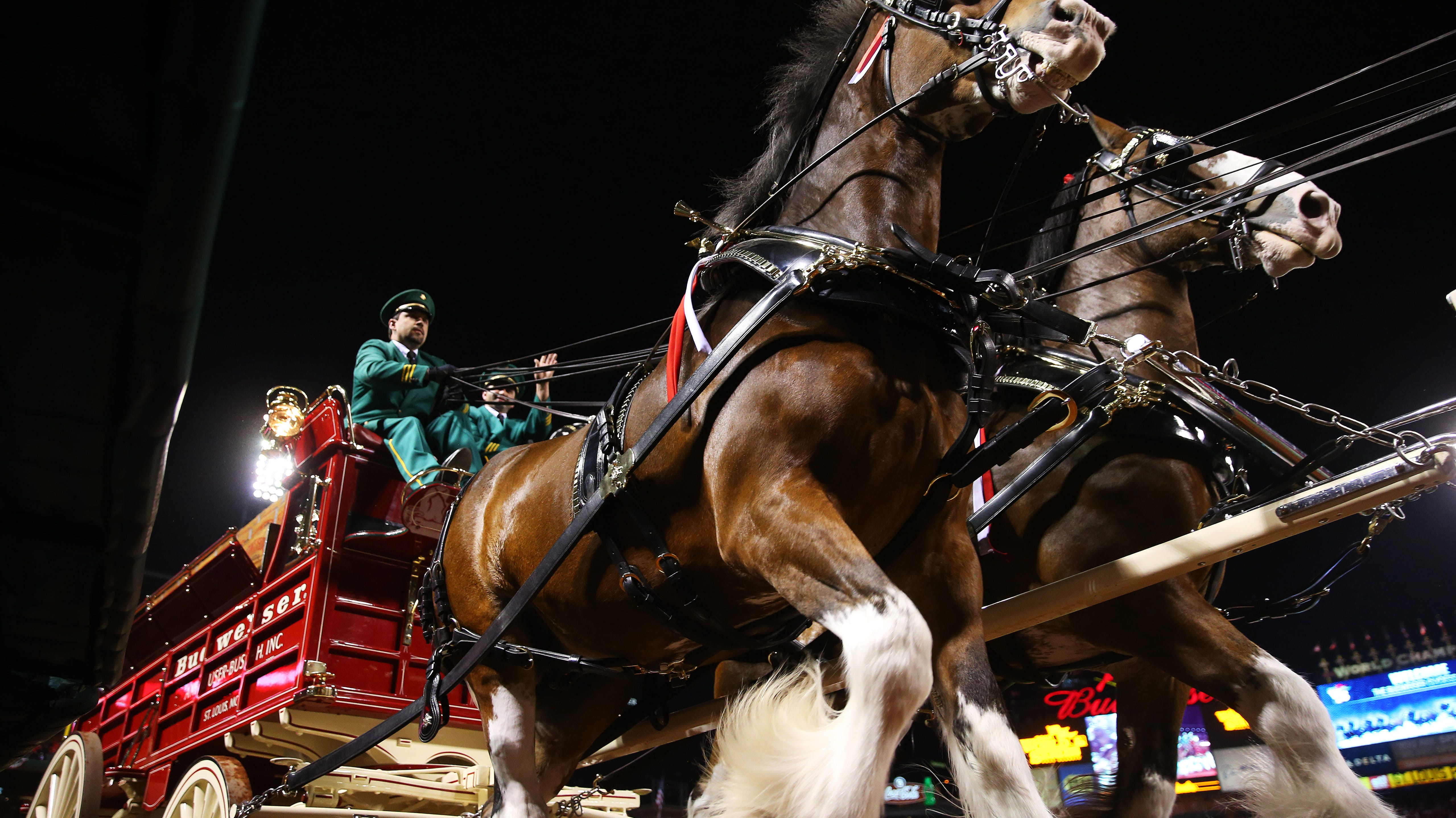 How do the Budweiser Clydesdales prepare for Opening Day?