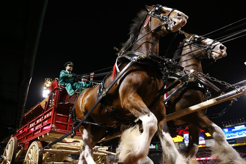 budwesier clydesdales at busch stadium
