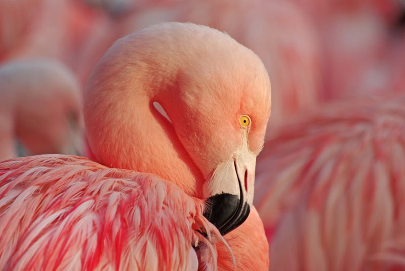 Pink Flamingo