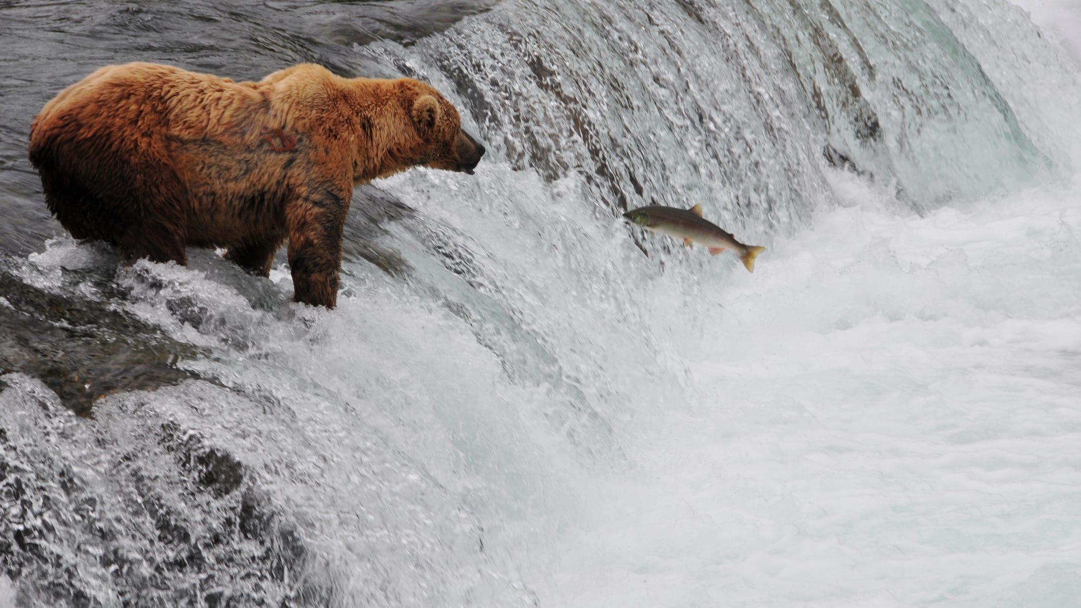 WATCH: Bear tumbles down a waterfall while trying to catch fish