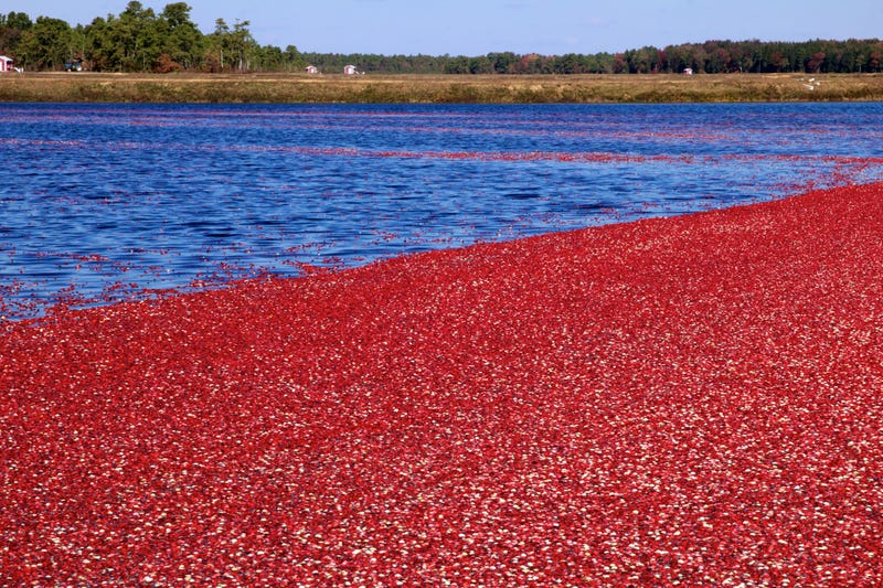 Cranberry
