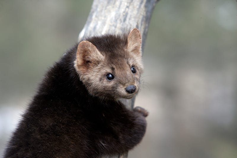 American marten