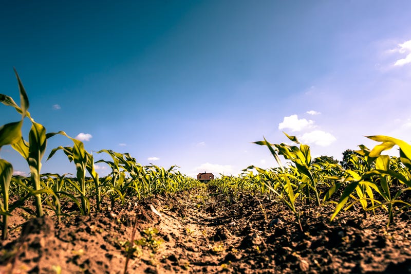Dry corn field