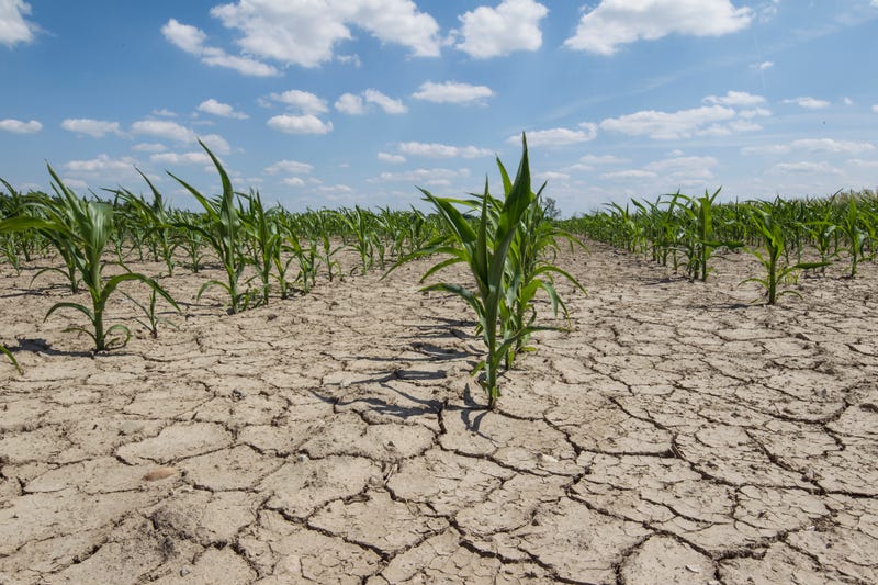 Drought