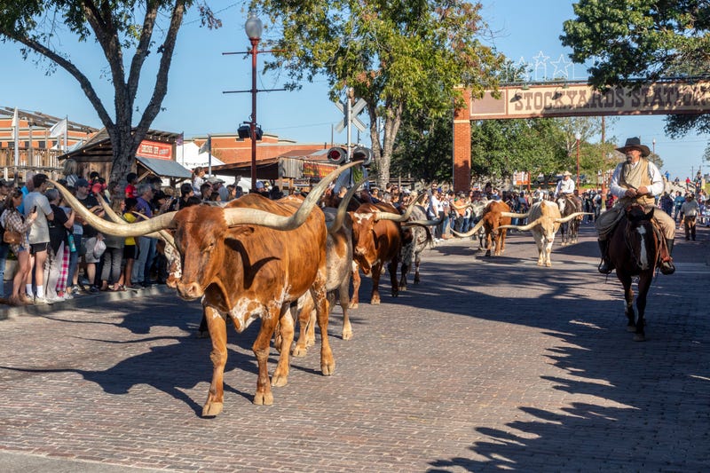 The Fort Worth Herd cattle drive is temporarily suspended after an outbreak of Equine Herpesvirus-1 in Texas prompted city officials to halt the event. The daily cattle drive, held in the Stockyards, is scheduled to resume November 28 once officials determine it is safe for the horses involved.