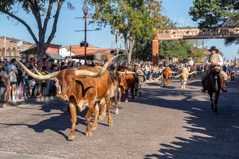 A herd of cattle parading through the Fort Worth Stockyards accompanied by cowboys on horseback