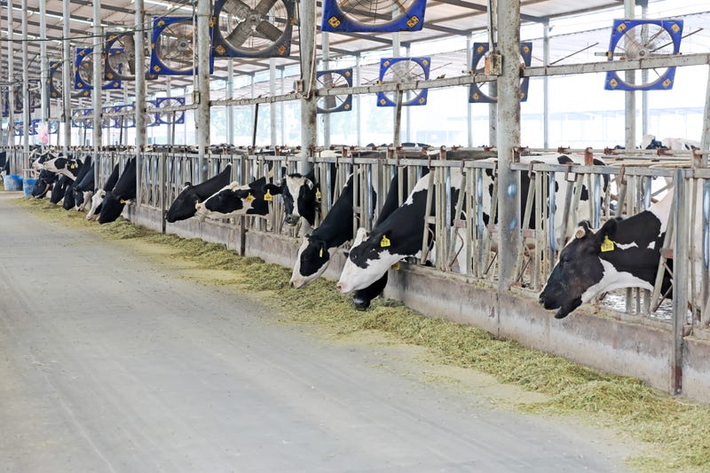 After a statewide test of dairy milk by the Minnesota Department of Agriculture, they have confirmed a strain of bird flu in a dairy herd in Stearns County. 