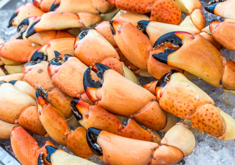 Stone crab