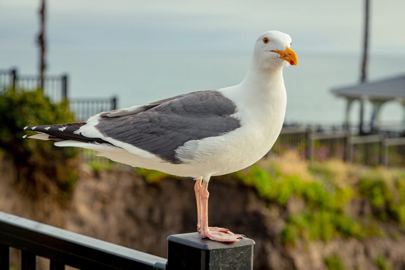 Seagull