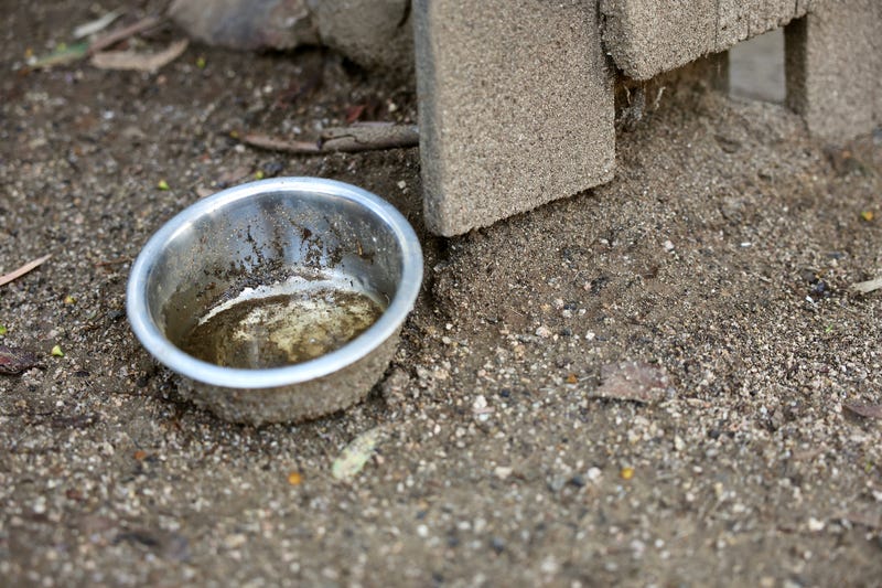 Dirty dog bowl