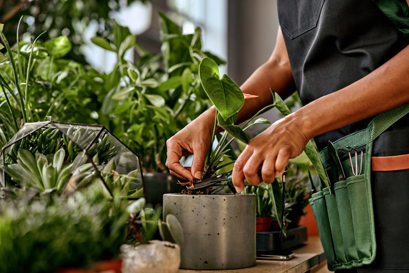 person watering plants inside