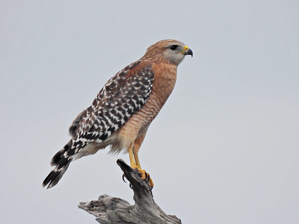 Red-shouldered Hawk (Buteo lineatus) - perched on a snag