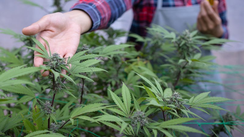 Cannabis