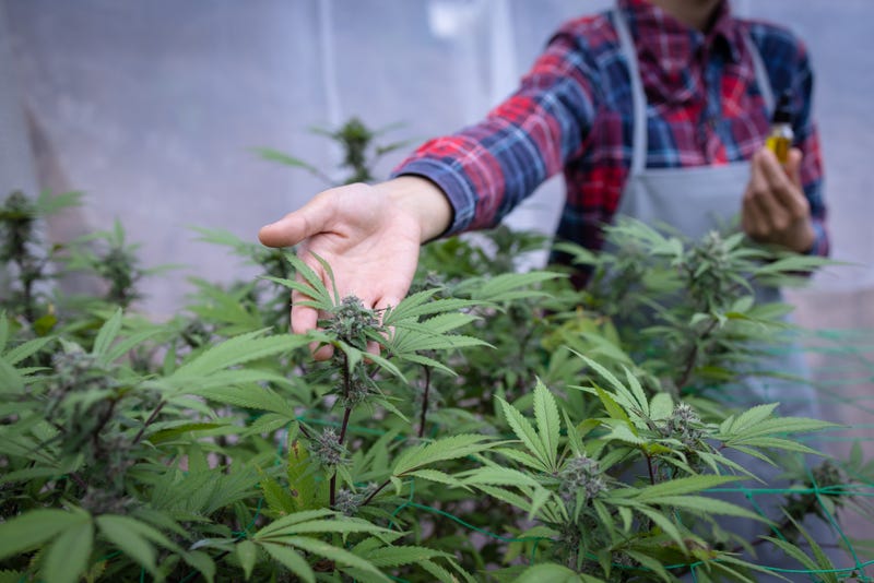 June 5th is the day for the first Office of Cannibas Management's lottery to award marijuana license distribution.