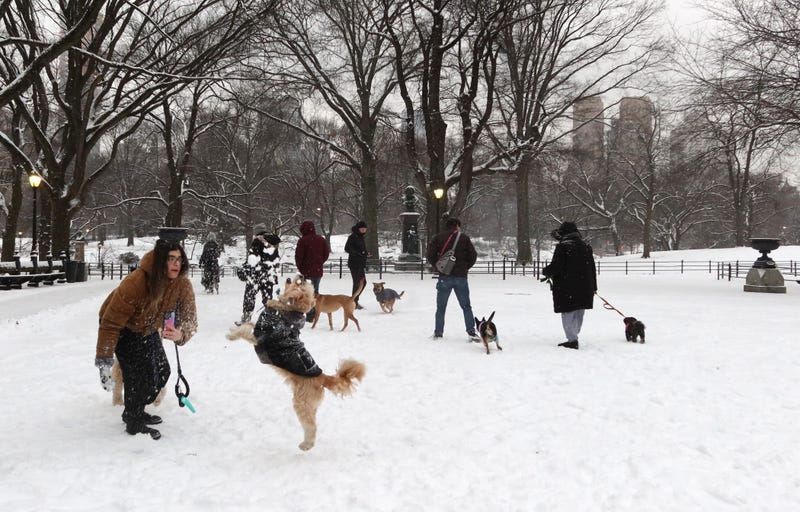 People play with their dogs as snow falls in Central Park on January 16, 2024