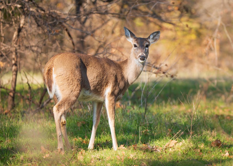 File photo: Deer