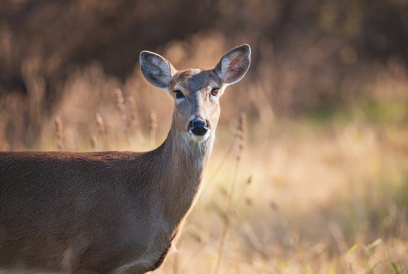 white tailed deer