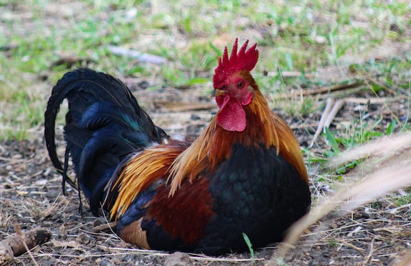 Chicken sitting on dirt and grass
