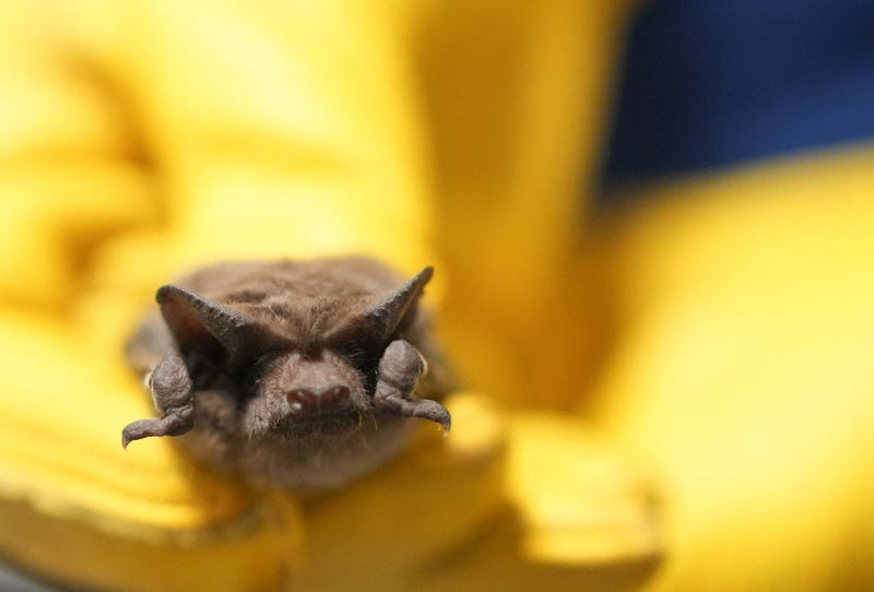 Bats