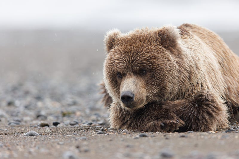 Brown bear.