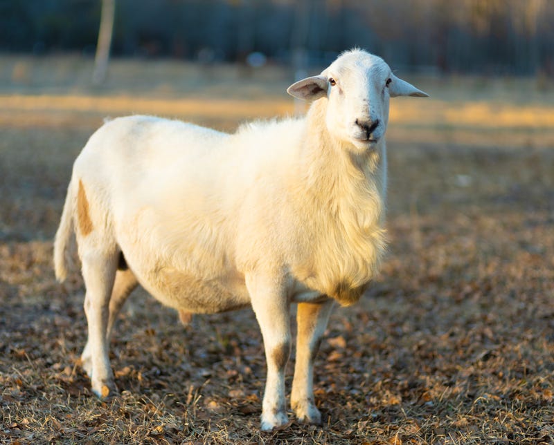 It's a crime Bloomington Police Chief Booker Hodges says doesn't happen often, if at all, in the Twin Cities: Livestock Rustling.