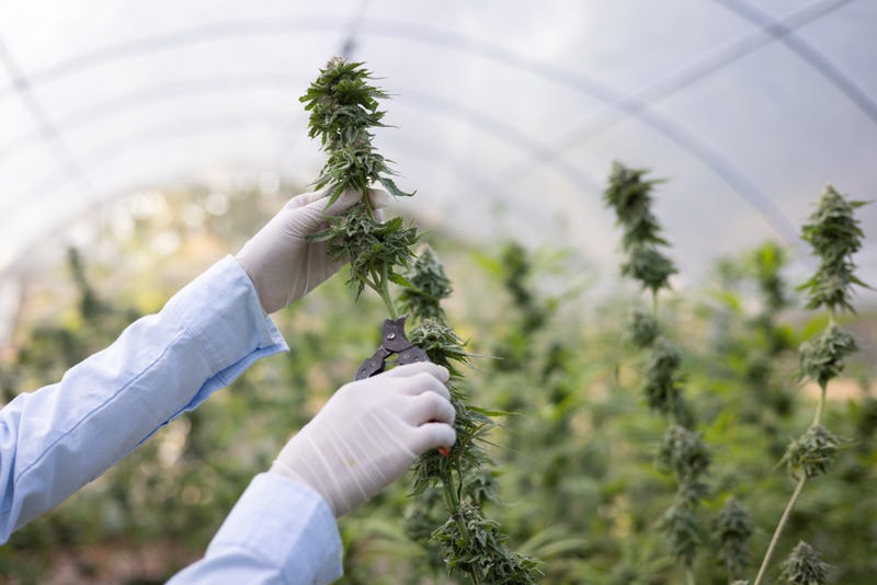 A federal food lab on the University of Minnesota campus is getting a half-million dollar grant to research how best to tap into the state's burgeoning hemp industry.