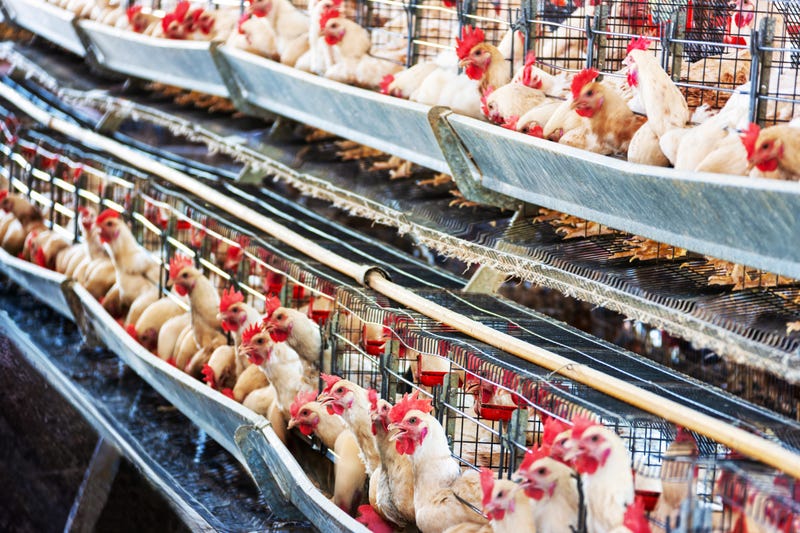 Chicken farm