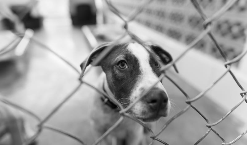 Dog at animal shelter