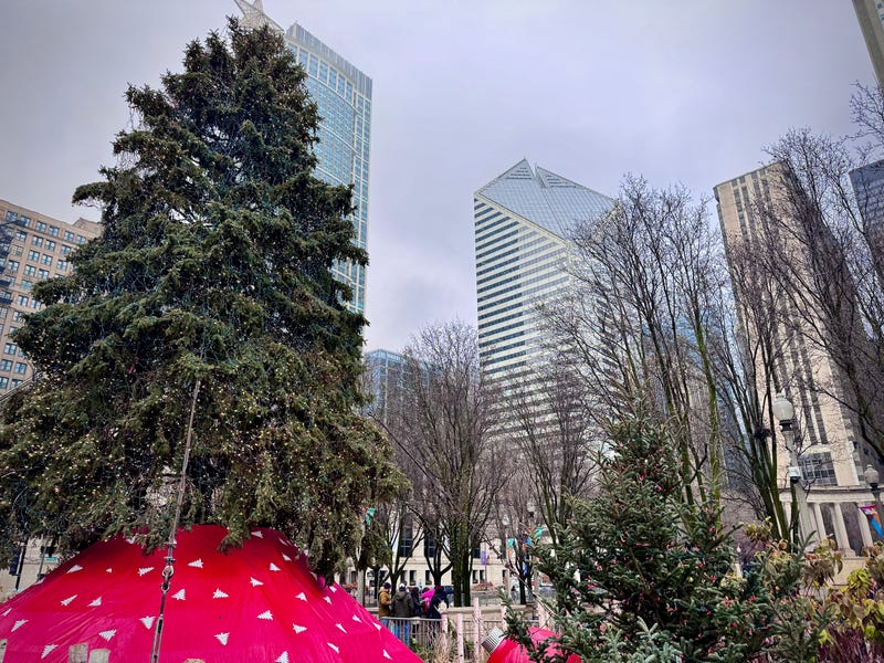 The Morton Arboretum says the key to successfully purchasing and caring for live Christmas trees is freshness. 