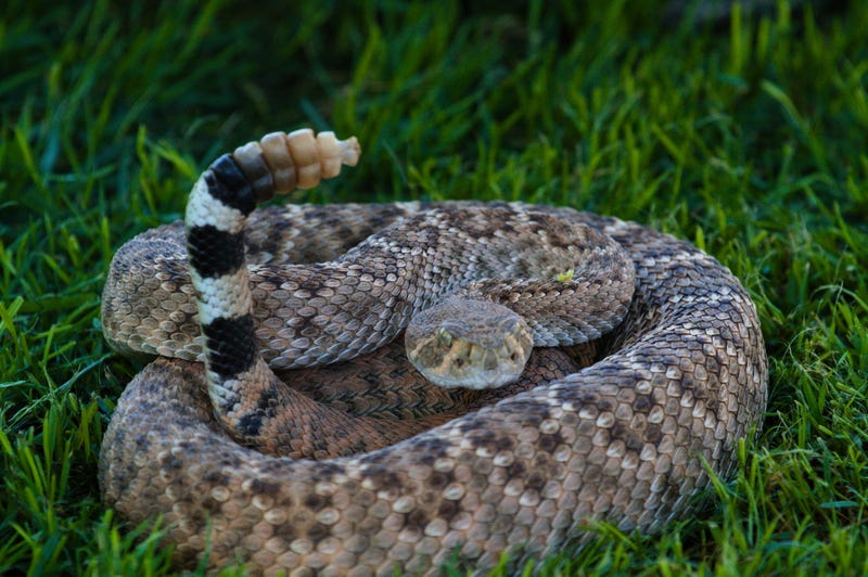 A western diamondback rattlesnake found in an Argyle garage in November has become the first officially documented specimen of the species in Denton County, scientists say. 