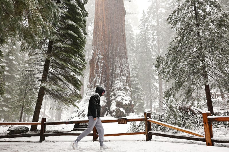 A visitor from France walks past the General Grant tree as snow falls in the Grant Grove of giant sequoia trees during an atmospheric river storm on February 01, 2024 in Kings Canyon National Park, California. The first of two atmospheric river storms is impacting California with heavy rain and snow with 20 million people in the state under flood alerts today. (Photo by Mario Tama/Getty Images)