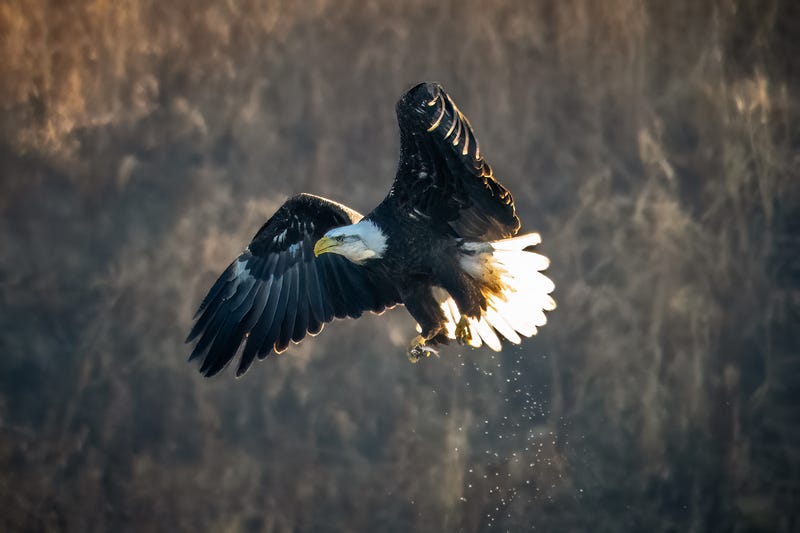 A bipartisan bill that would recognize the bald eagle as the national bird is heading to President Joe Biden's desk.