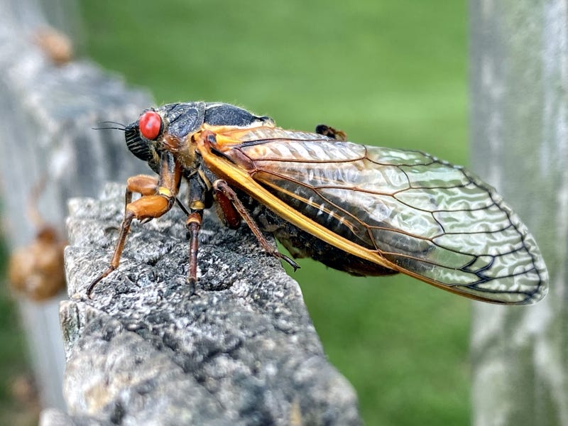 A cicada