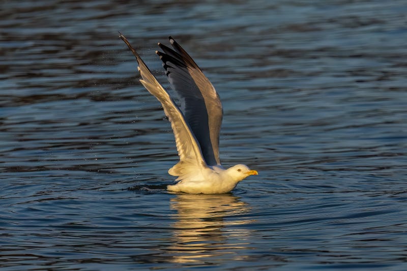 A herring gull (larus argentatus smithsonianus) on the Lake Michigan,