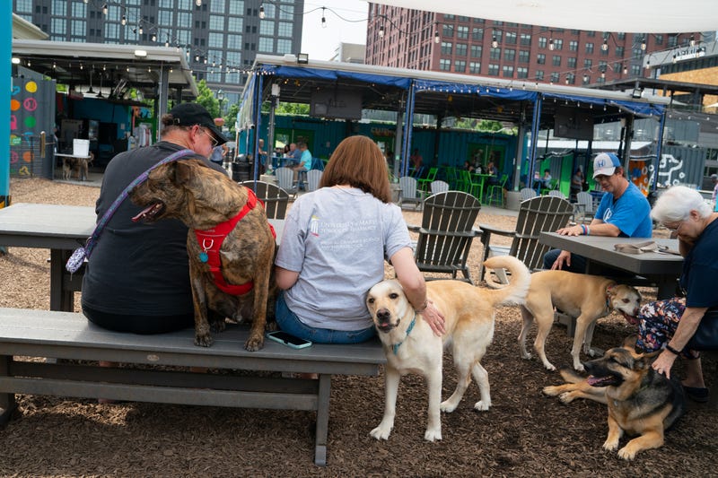 Bark Social