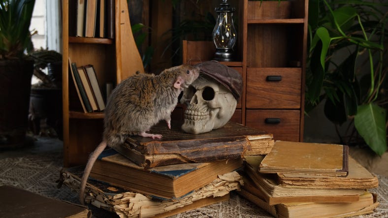 RATS
