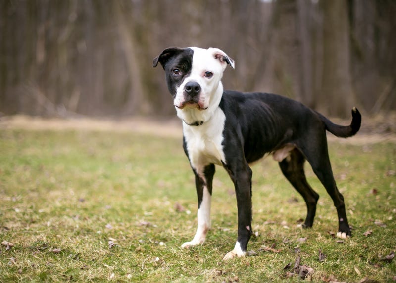 Adopt a dog
