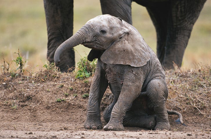 Watch man resuscitate baby elephant