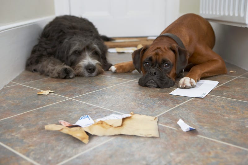 two dogs lie on floor with pieces of shredded mail