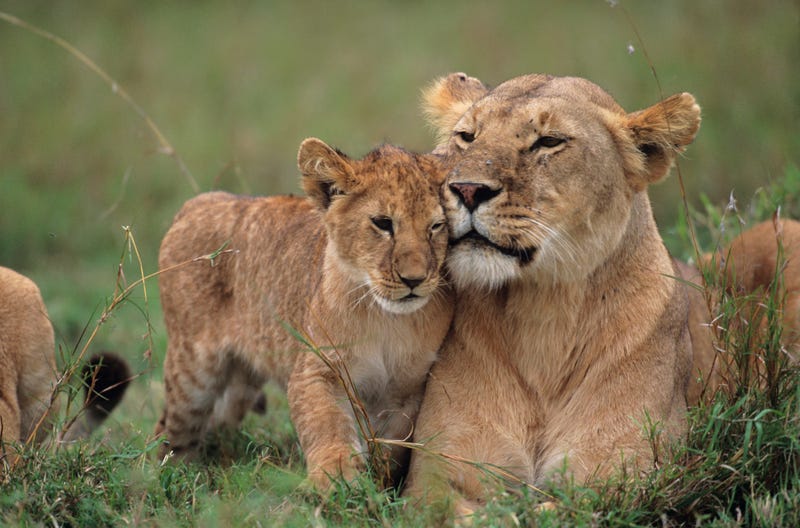 Five lions escape zoo during "Roar and Snore" sleepover for guests