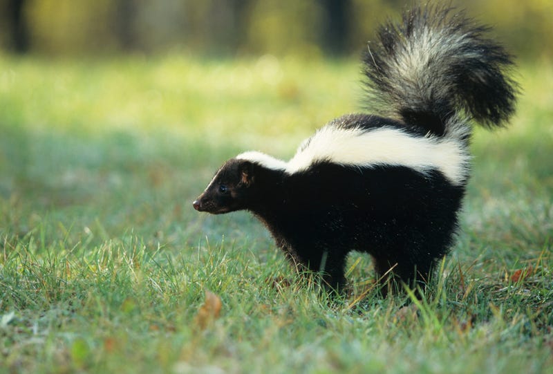 Residents in Macomb County are being told to take precautions for themselves and their pets after a trio of rabid skunks were discovered across two townships.